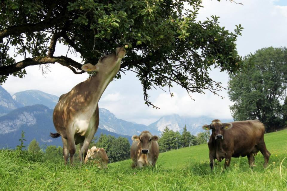 Glitschnerhof Gasthof Aigen im Ennstal